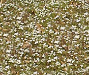 flowers in our backyard