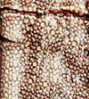 based on fossilized dino skin